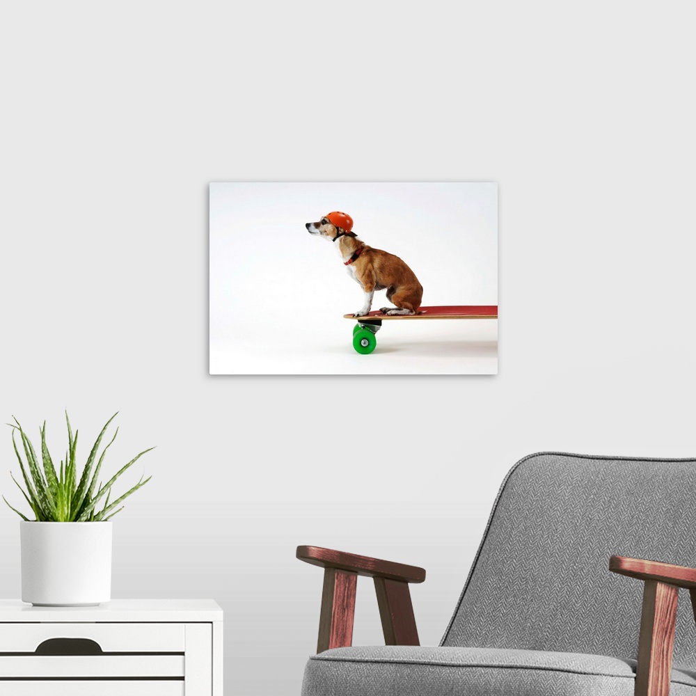 A modern room featuring Chihuahua On A Skateboard