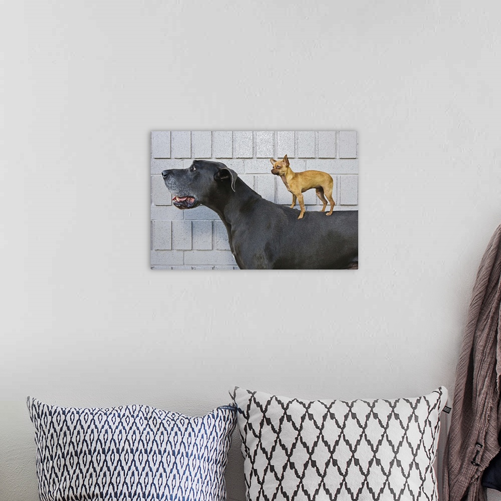 A bohemian room featuring Chihuahua on Great Dane's back