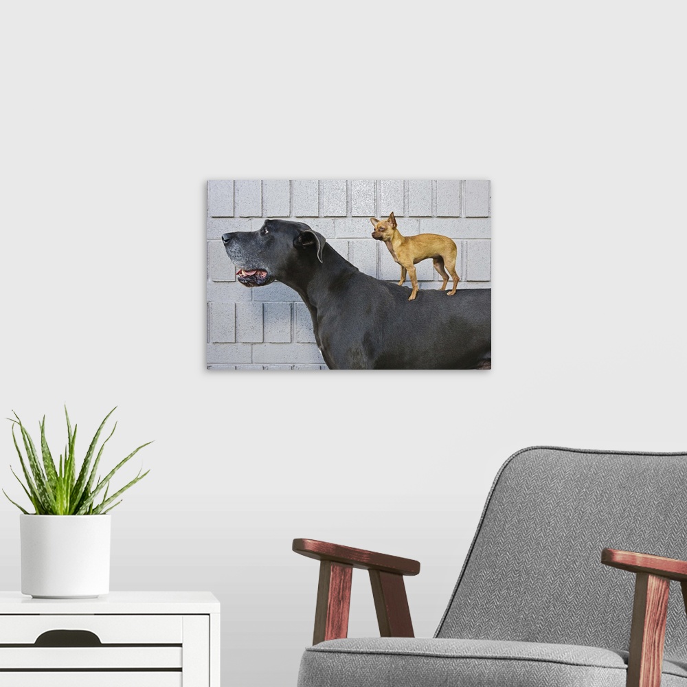 A modern room featuring Chihuahua on Great Dane's back