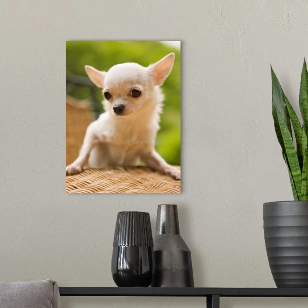 A modern room featuring Chihuahua on rattan furniture