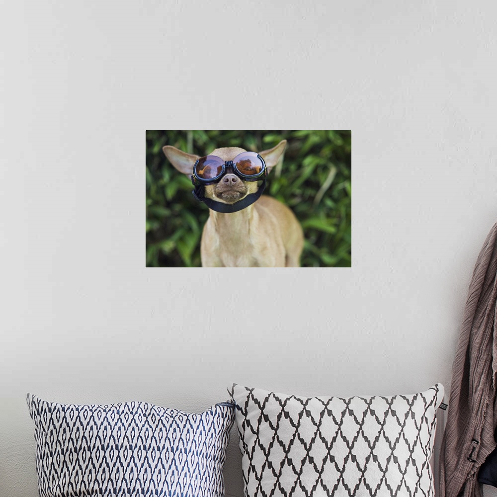 A bohemian room featuring Chihuahua wearing goggles