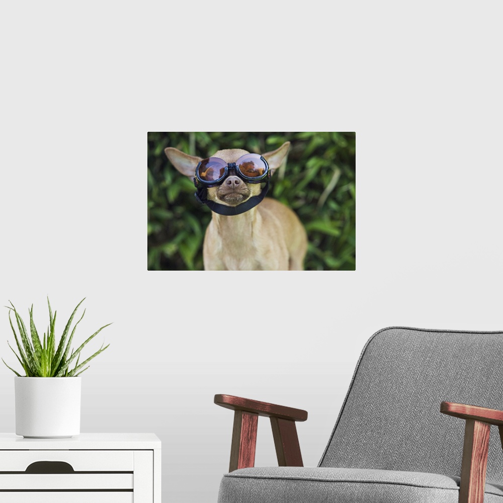 A modern room featuring Chihuahua wearing goggles