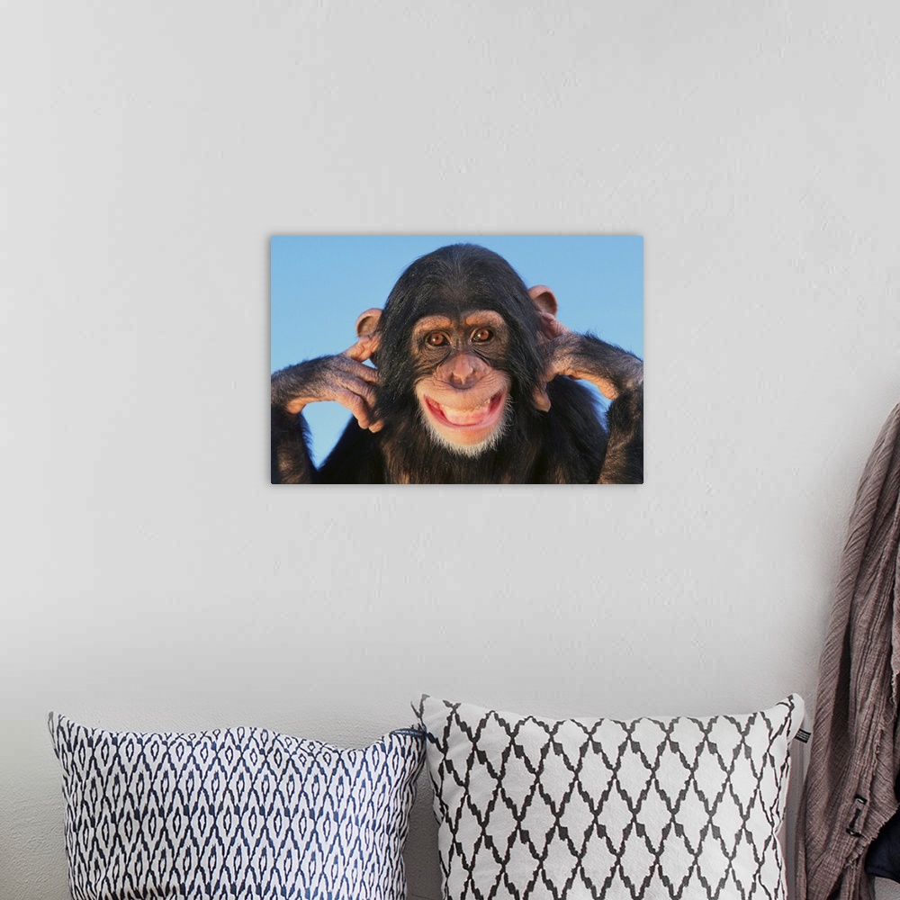 A bohemian room featuring Chimpanzee