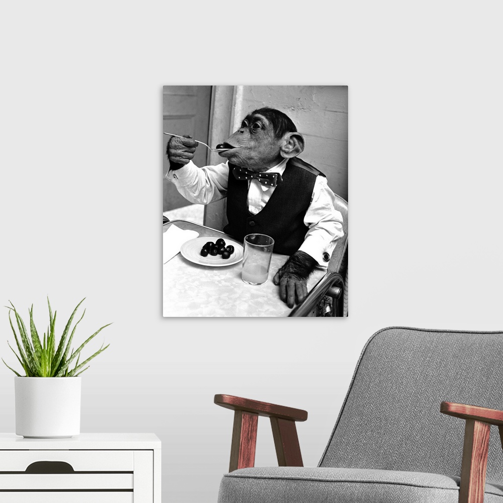A modern room featuring Chimpanzee Kokomo, wearing men's clothes, eats at a table.