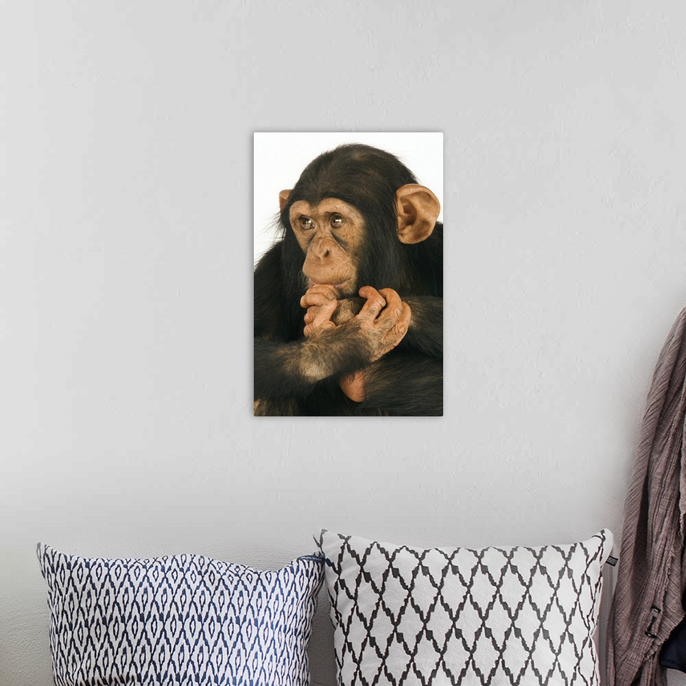 A bohemian room featuring Chimpanzee (Pan troglodytes). Young playfull chimp. Studio shot against white background.