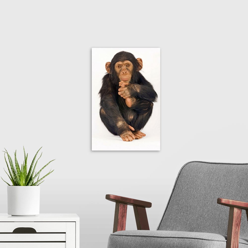 A modern room featuring Chimpanzee (Pan troglodytes). Young playfull chimp. Studio shot against white background.