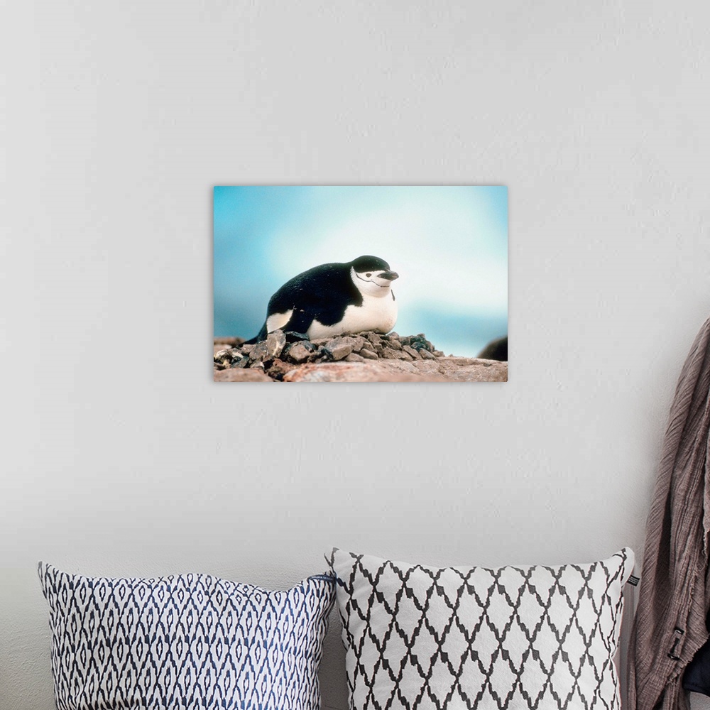 A bohemian room featuring Chinstrap penguin roosting on nest, Anarctica