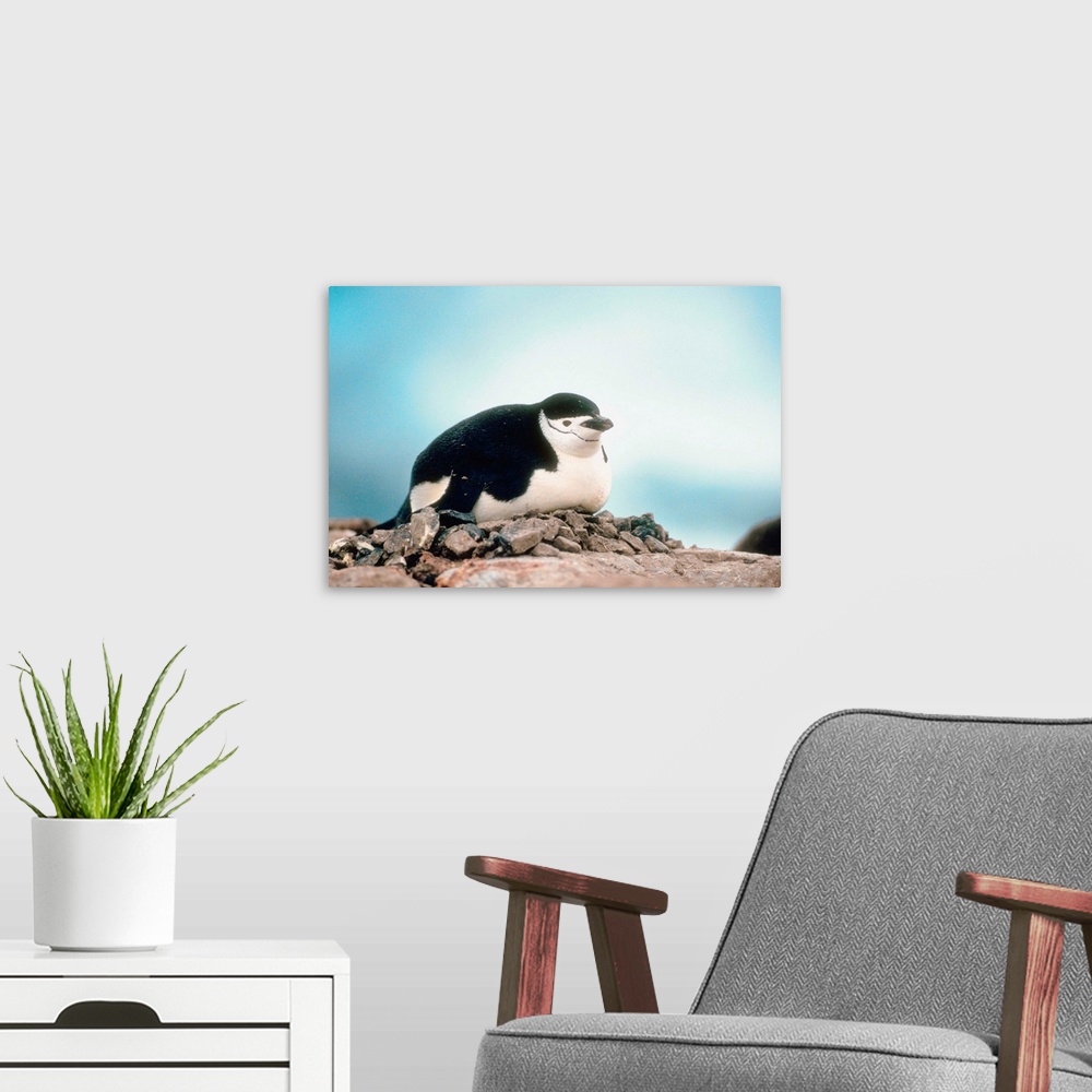 A modern room featuring Chinstrap penguin roosting on nest, Anarctica