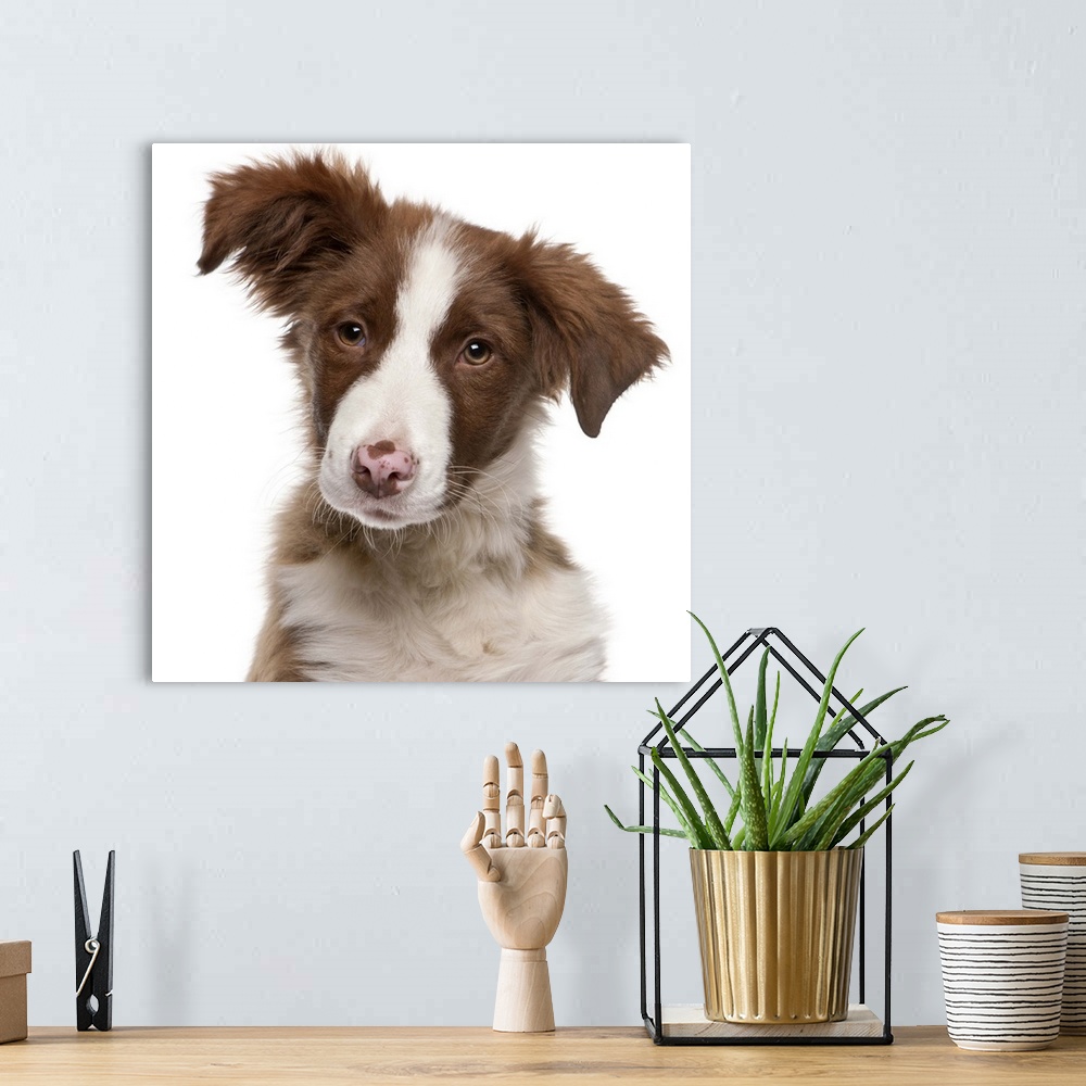 A bohemian room featuring Border Collie puppy (5 months old) close-up