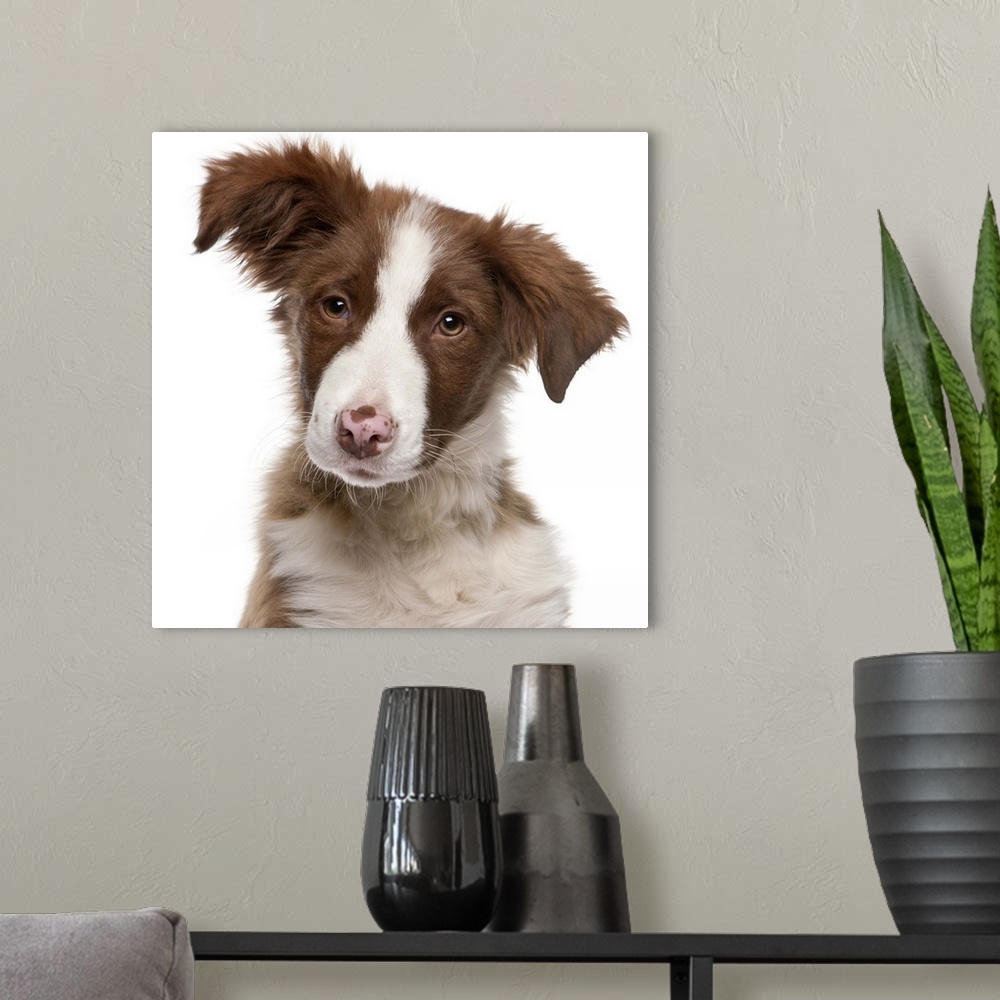 A modern room featuring Border Collie puppy (5 months old) close-up
