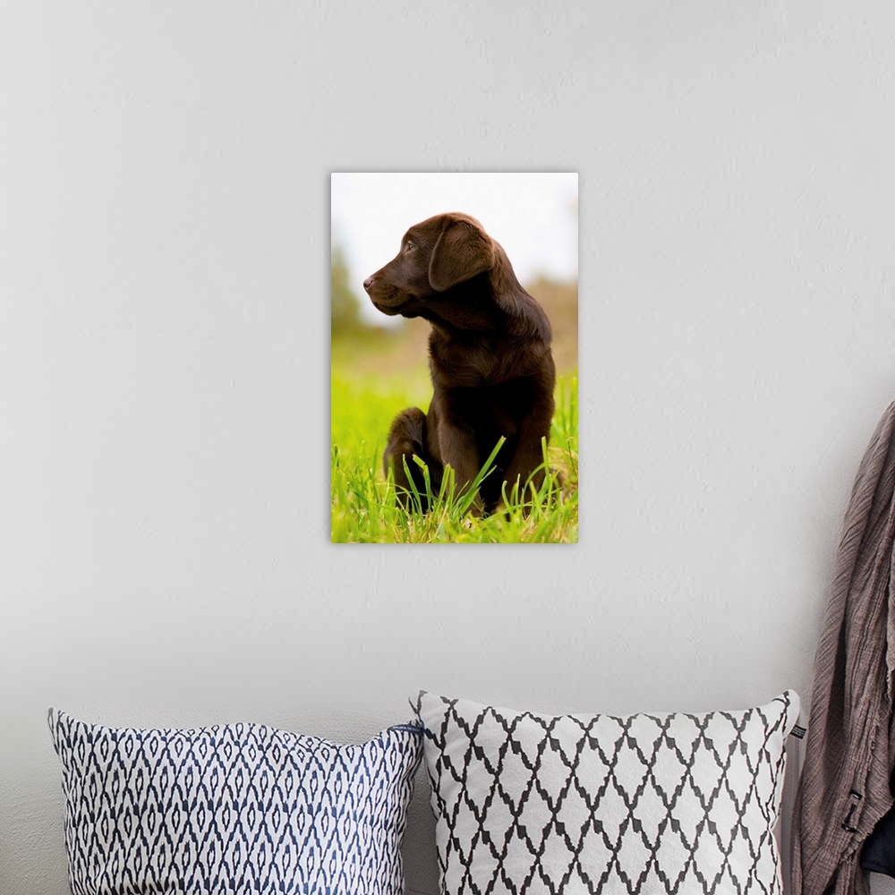A bohemian room featuring Chocolate Lab Puppy