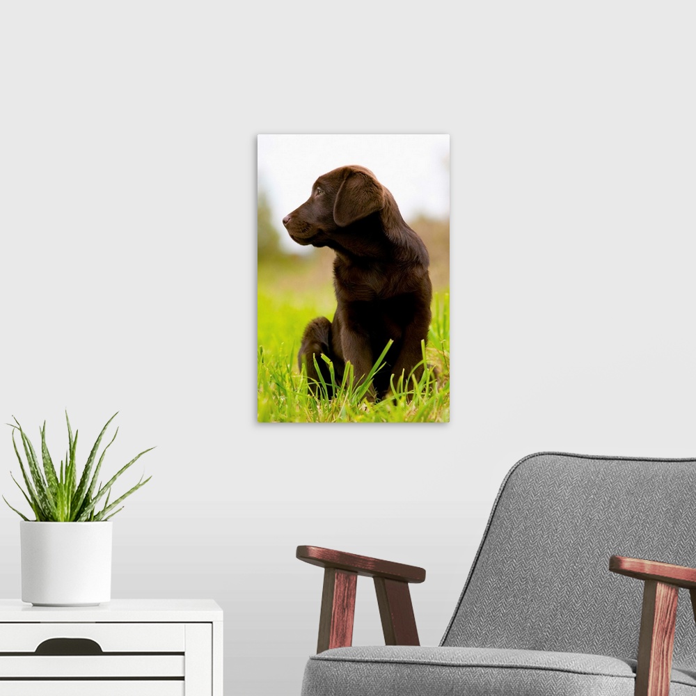 A modern room featuring Chocolate Lab Puppy