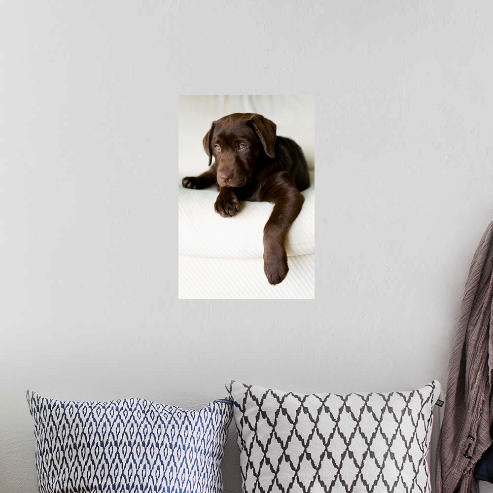 A bohemian room featuring Chocolate Lab Puppy