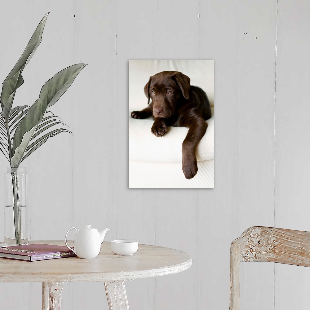 A farmhouse room featuring Chocolate Lab Puppy