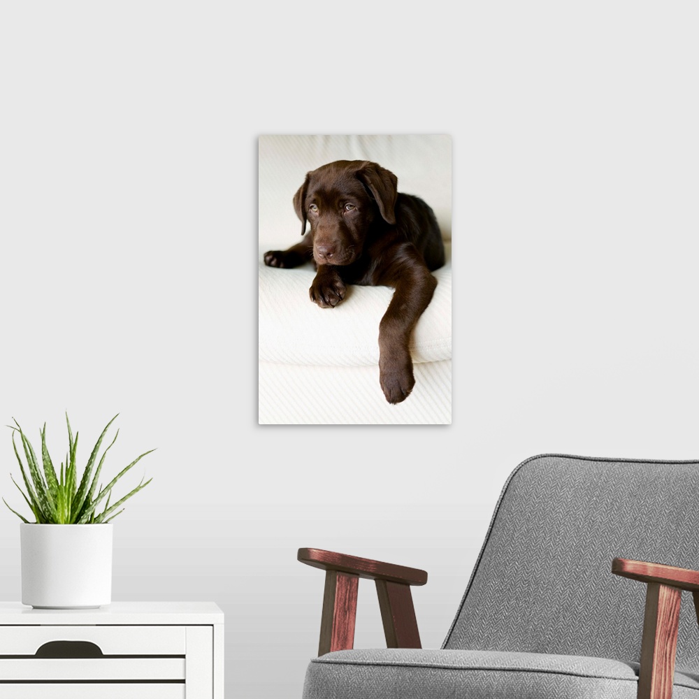 A modern room featuring Chocolate Lab Puppy