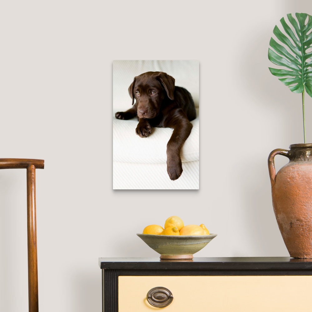 A traditional room featuring Chocolate Lab Puppy