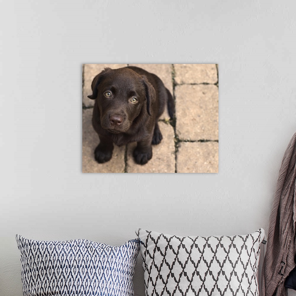A bohemian room featuring Chocolate lab puppy looking up.