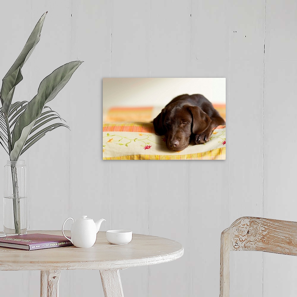 A farmhouse room featuring Chocolate Lab Puppy On Bed
