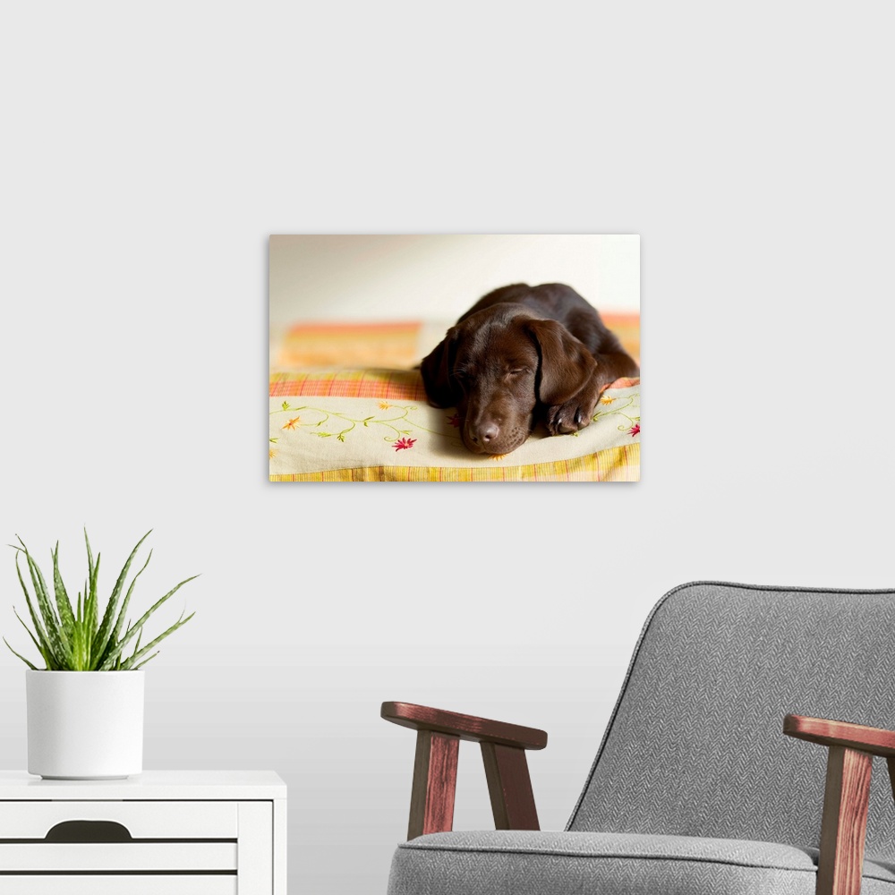 A modern room featuring Chocolate Lab Puppy On Bed