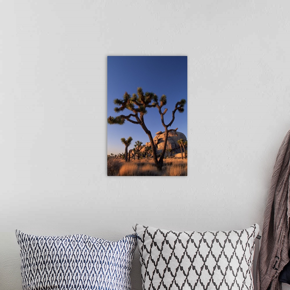 A bohemian room featuring Cholla cactus and Cap Rock , Joshua Tree National Park , California