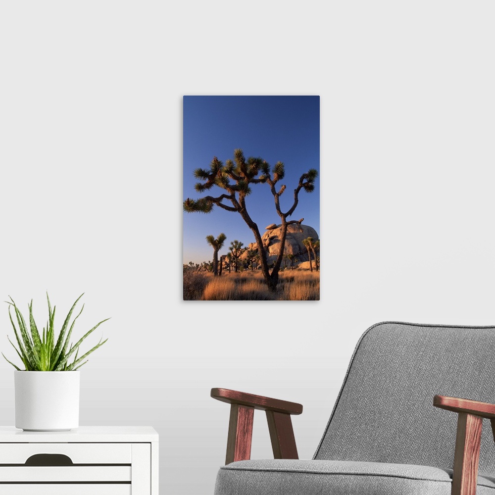 A modern room featuring Cholla cactus and Cap Rock , Joshua Tree National Park , California