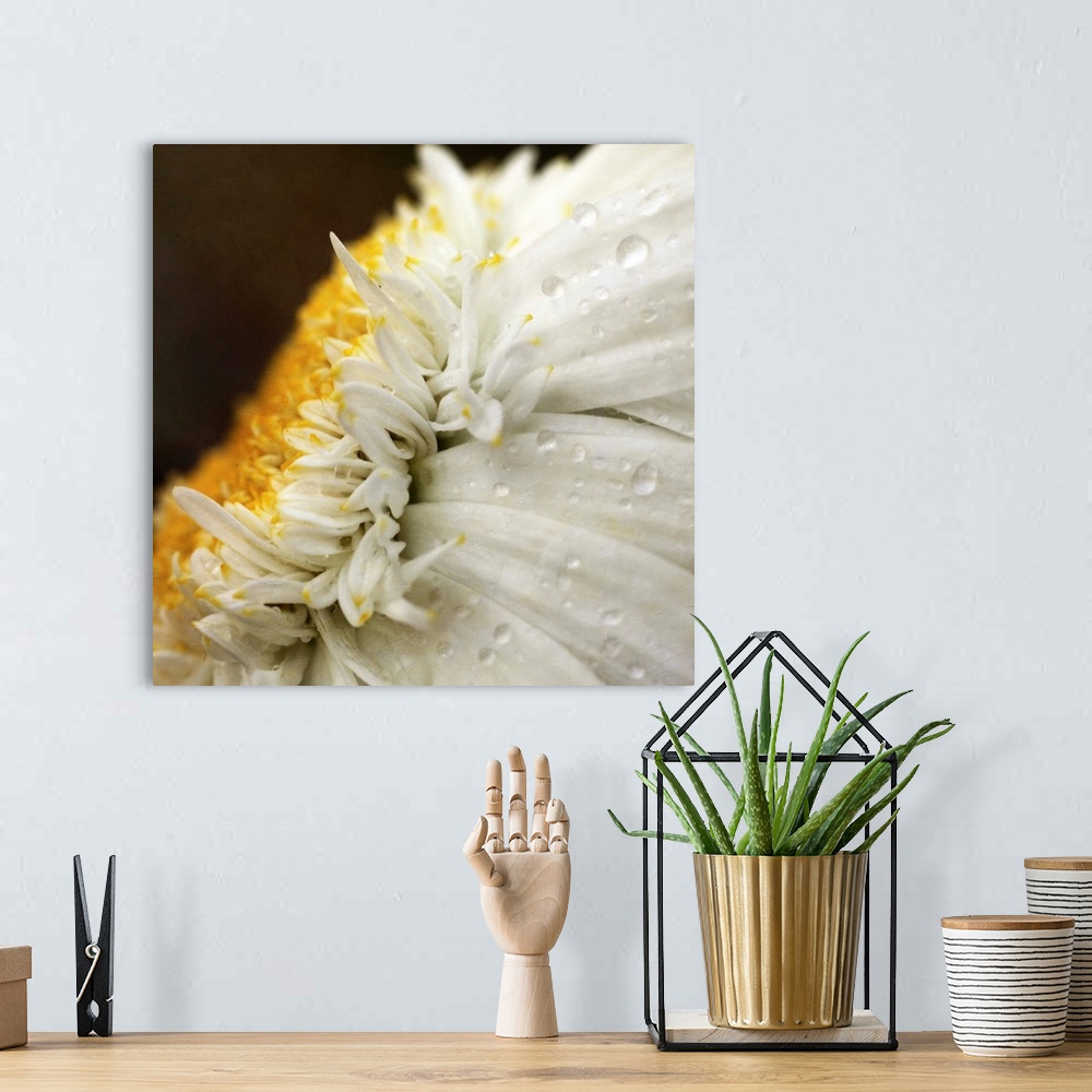 A bohemian room featuring Close up of Chrysanthemum daisy flower with raindrops.