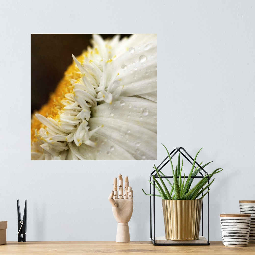 A bohemian room featuring Close up of Chrysanthemum daisy flower with raindrops.