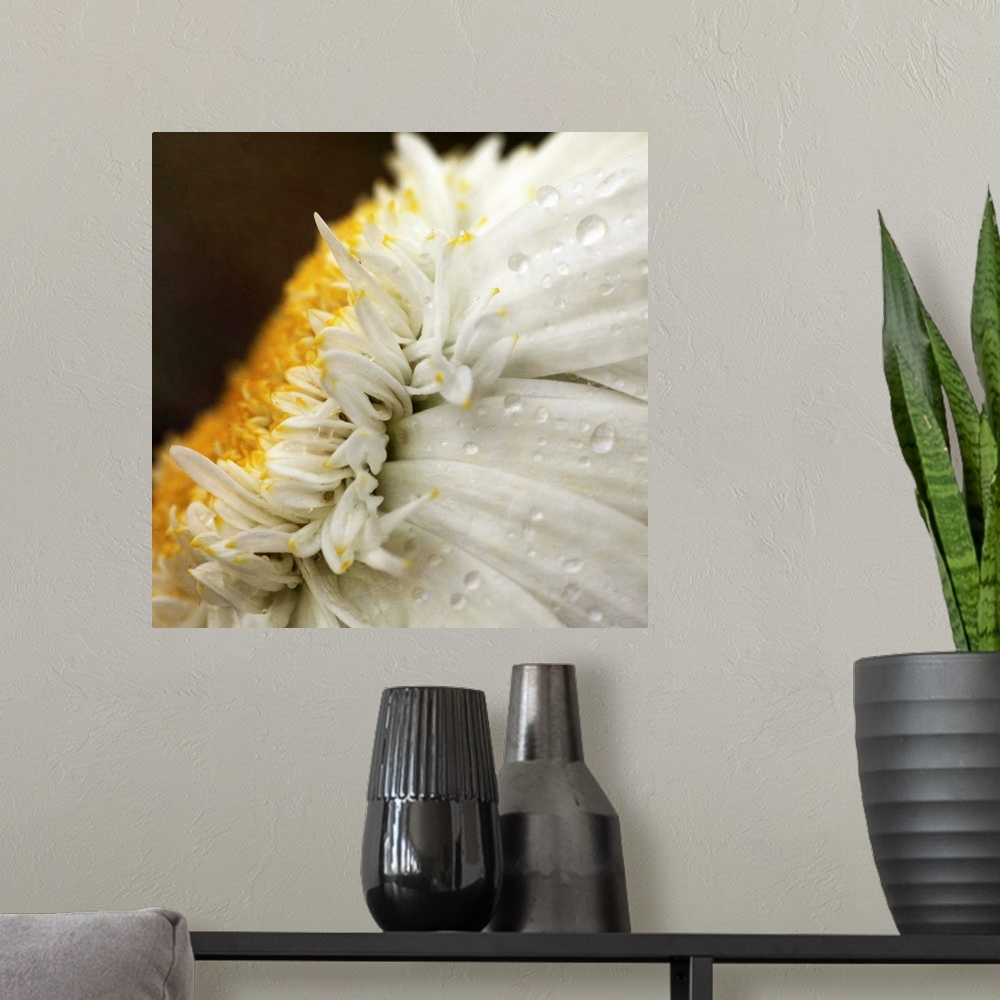 A modern room featuring Close up of Chrysanthemum daisy flower with raindrops.