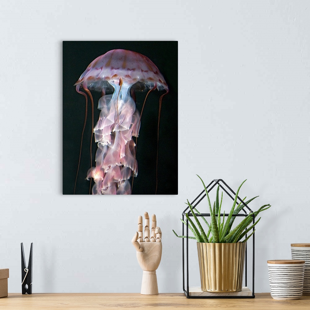 A bohemian room featuring Juvenile jellyfish, Chrysaora (Pelagia) colorata. Purple-striped Jellyfish  Phylum Cnidaria ; Cla...