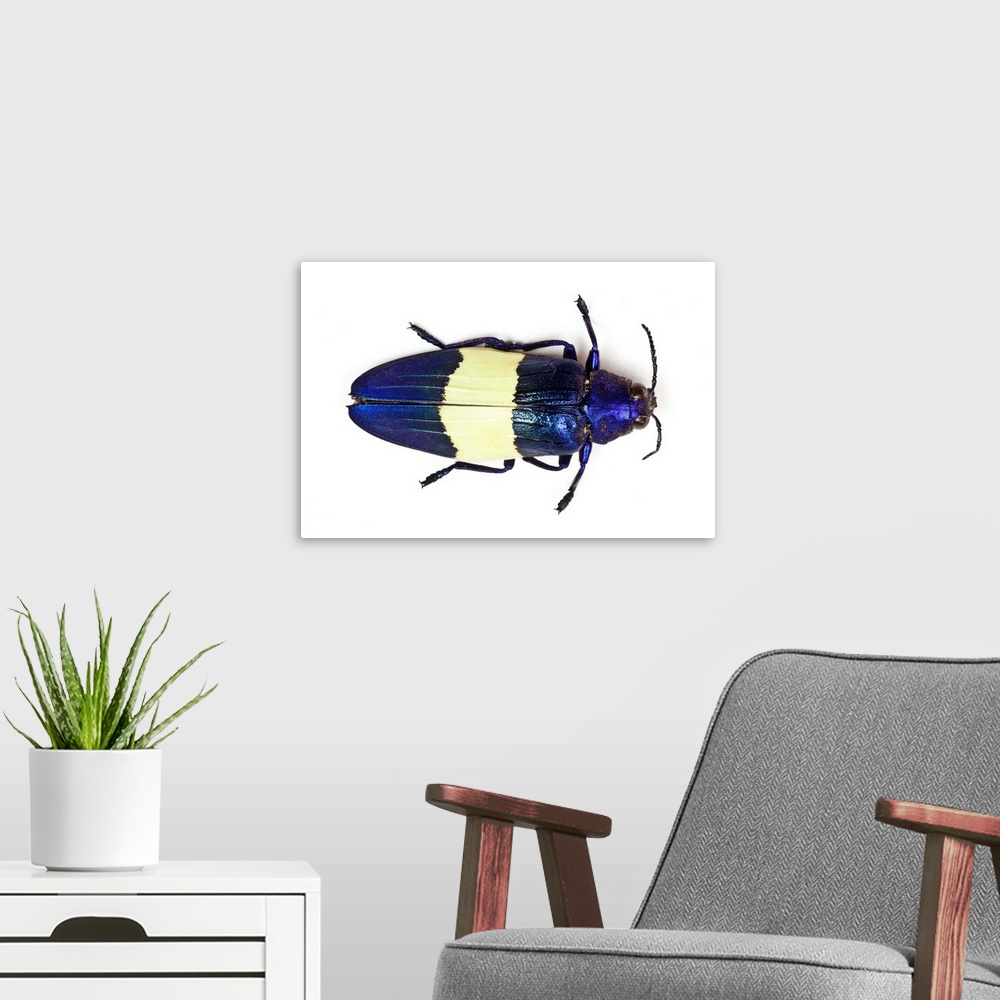 A modern room featuring Chrysochroa castelnaudi castelnaudi from Malaysia top view of this Jewel Beetle