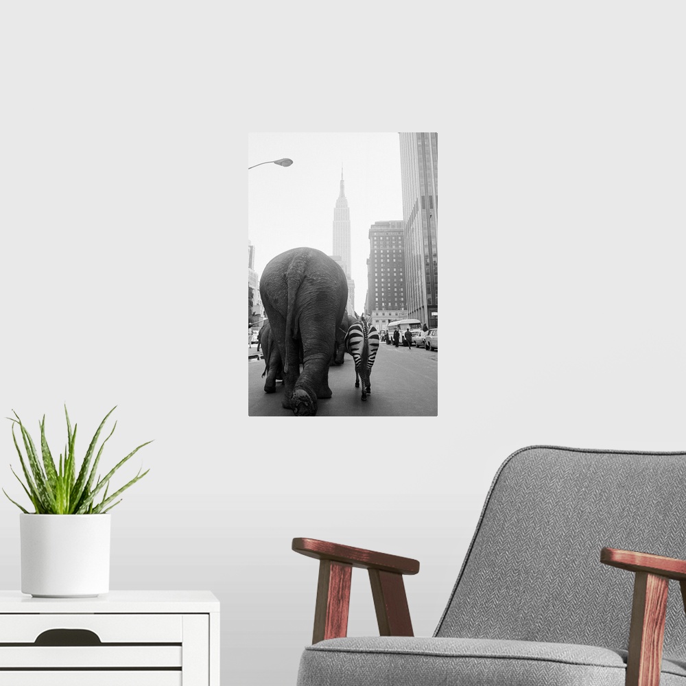 A modern room featuring A troupe of elephants and a zebra walk down 33rd Street in Manhattan, hearlding the arrival of Ri...