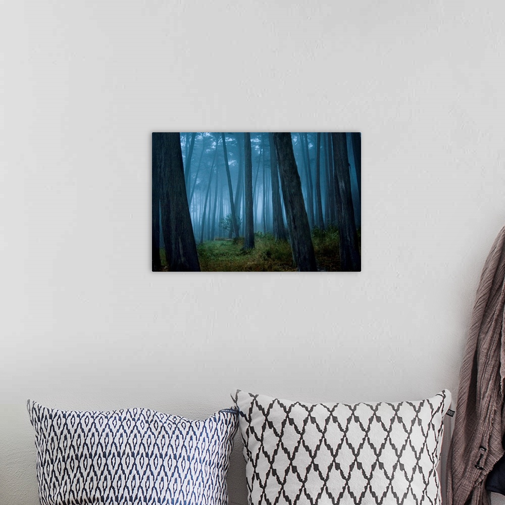 A bohemian room featuring Fog surrounding Cypress trees in forest