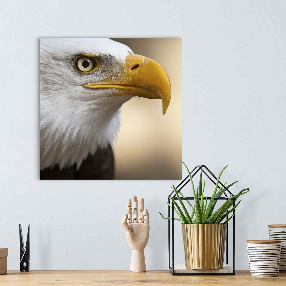A bohemian room featuring Close portrait of Bald eagle.