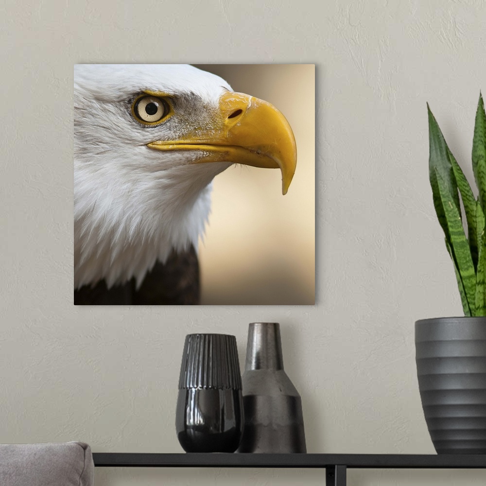 A modern room featuring Close portrait of Bald eagle.