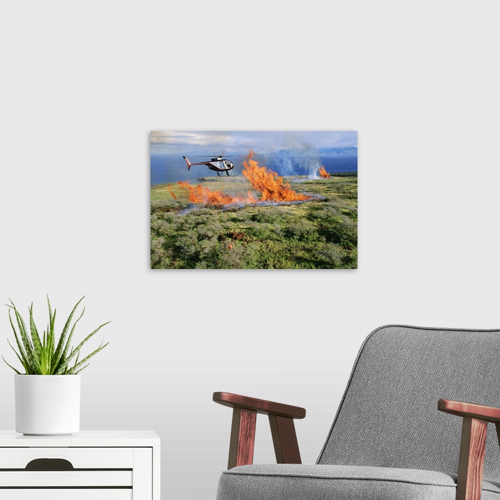 A modern room featuring Close-up aerial of Hughes 500D helicopter flying towards fire of enormous pile of burning dead tr...