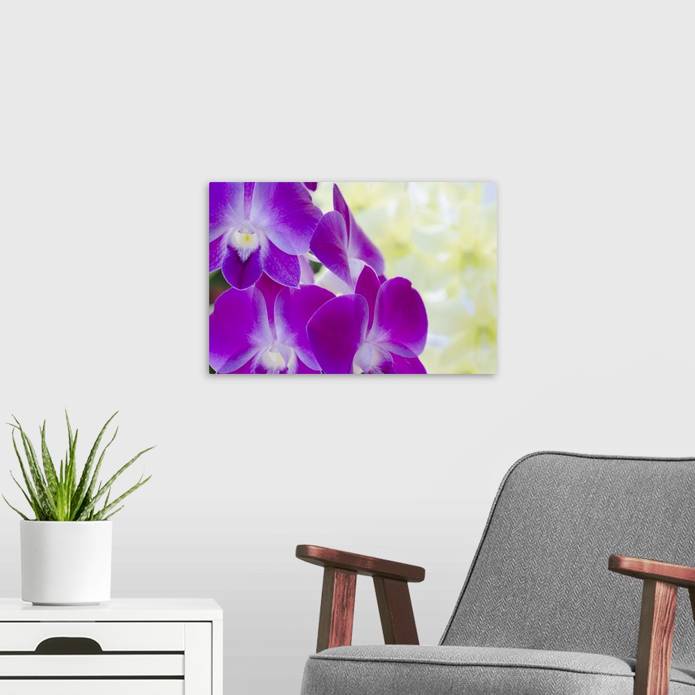 A modern room featuring Close-up detail of orchid blooms, St. John, USVI