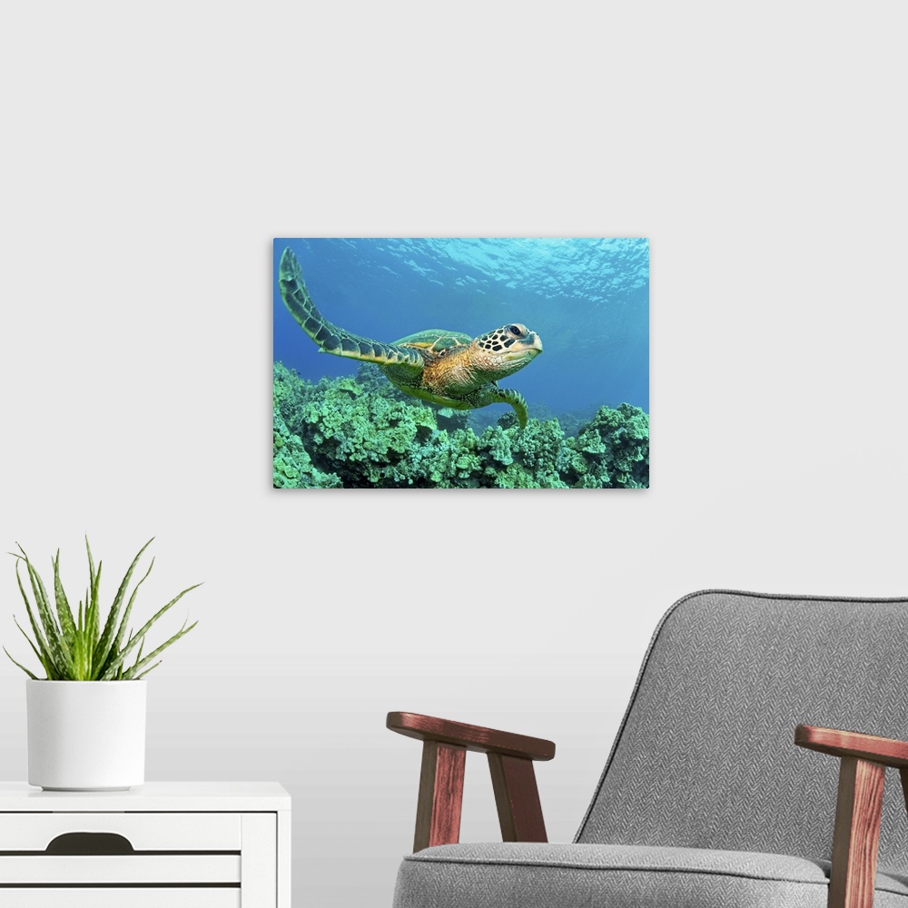 A modern room featuring Close up endangered green sea turtle over coral reef in Makena, Maui, Hawaii.