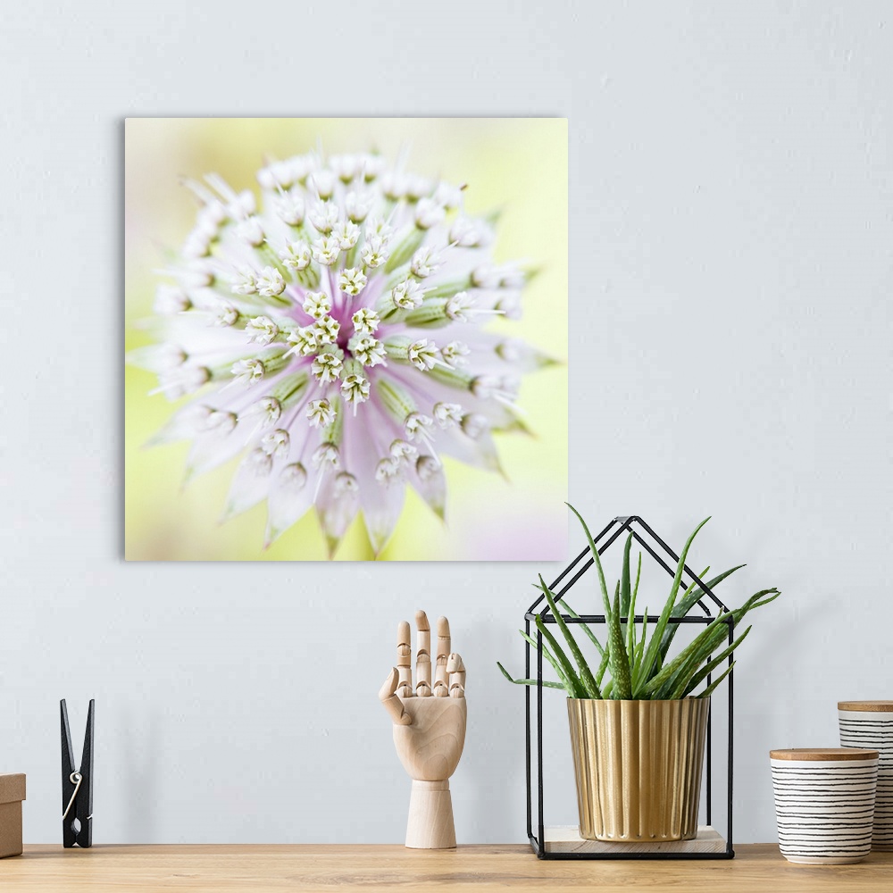 A bohemian room featuring Close up full frame image of an Astrantia major flower.