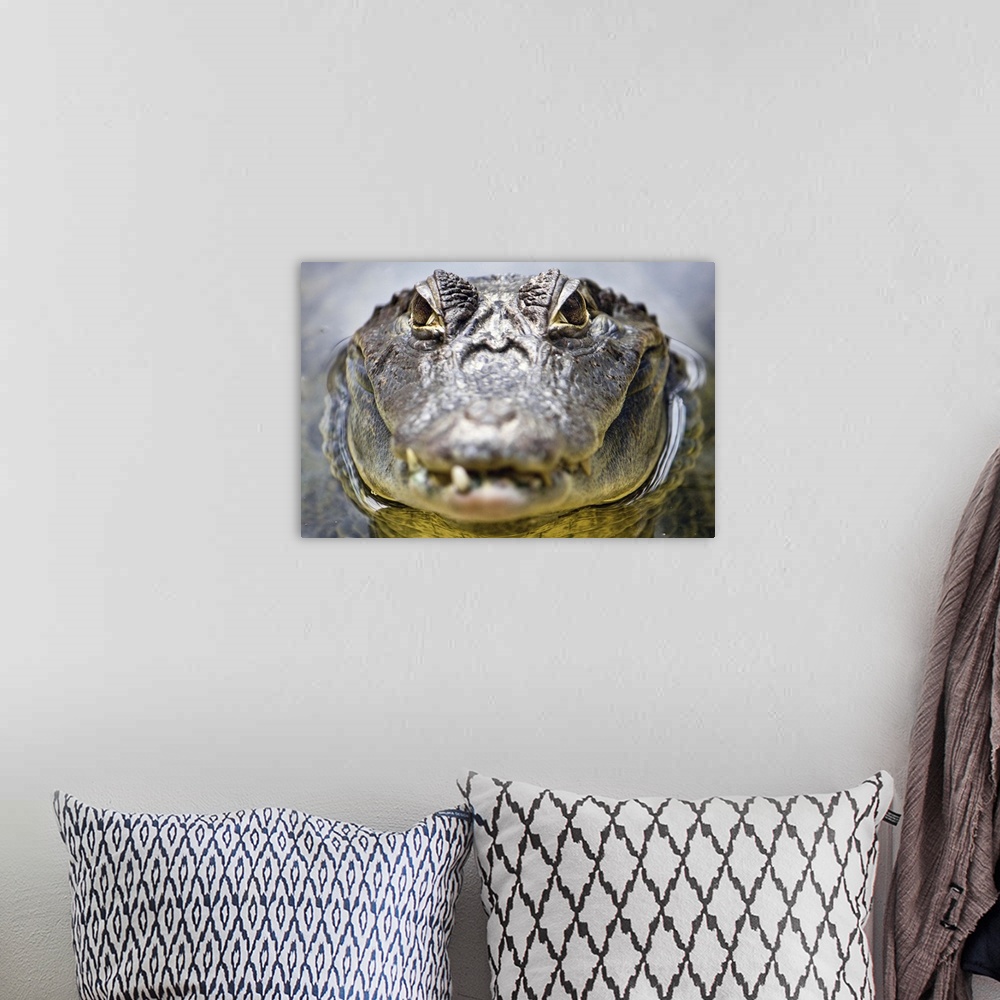 A bohemian room featuring Close up head shot of crocodile with its eyes in focus.