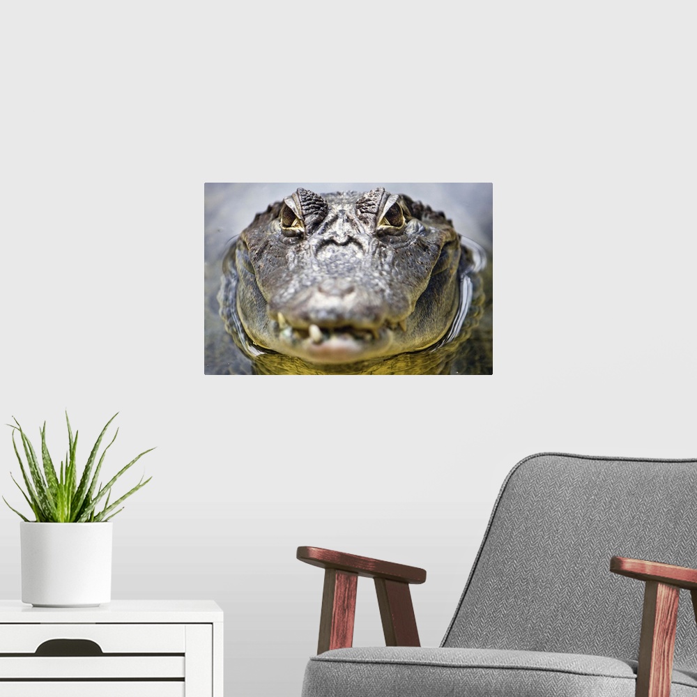 A modern room featuring Close up head shot of crocodile with its eyes in focus.