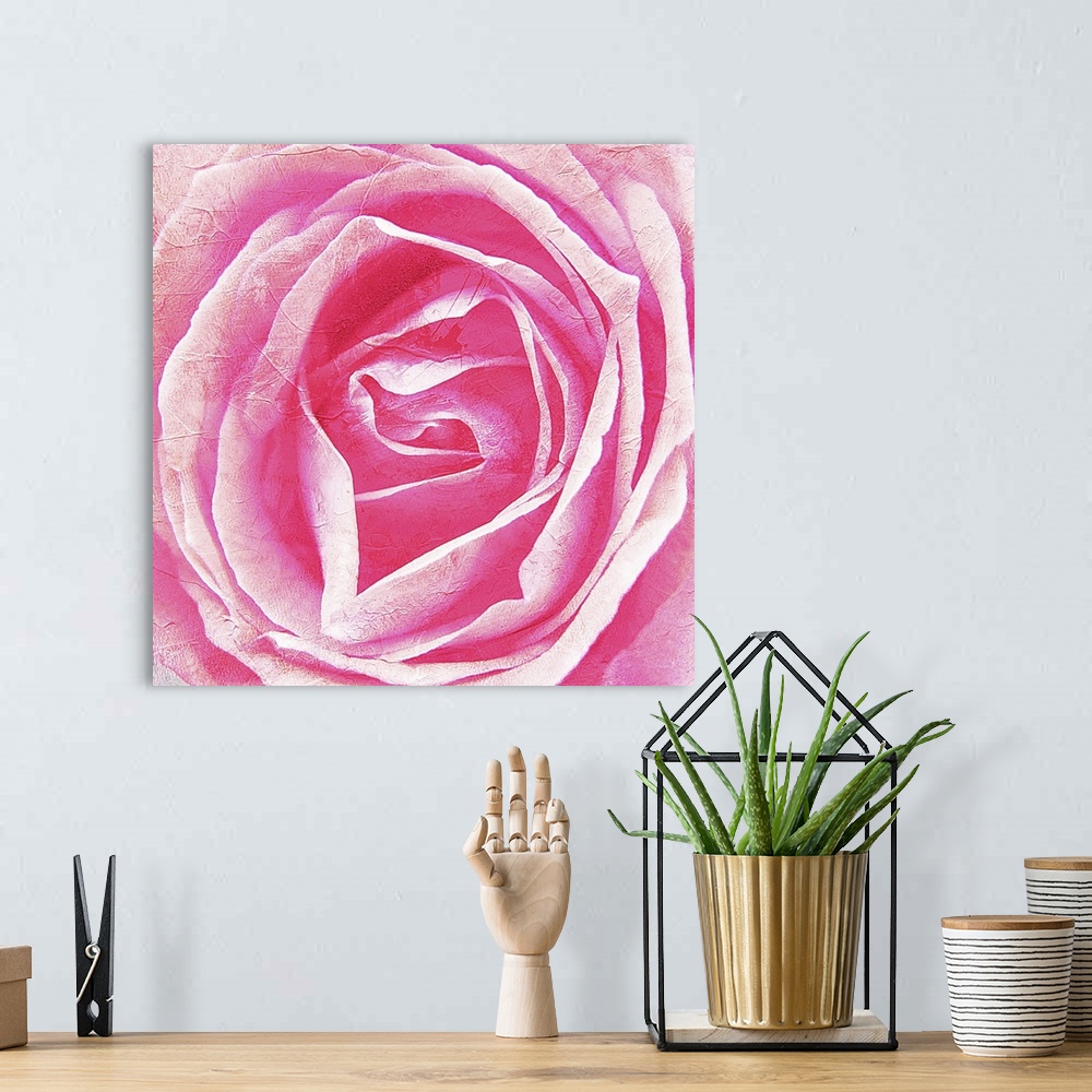 A bohemian room featuring Close up image of pink rose bloom. Textured and post processed.Botanical Garden Wuppertal, Germany.