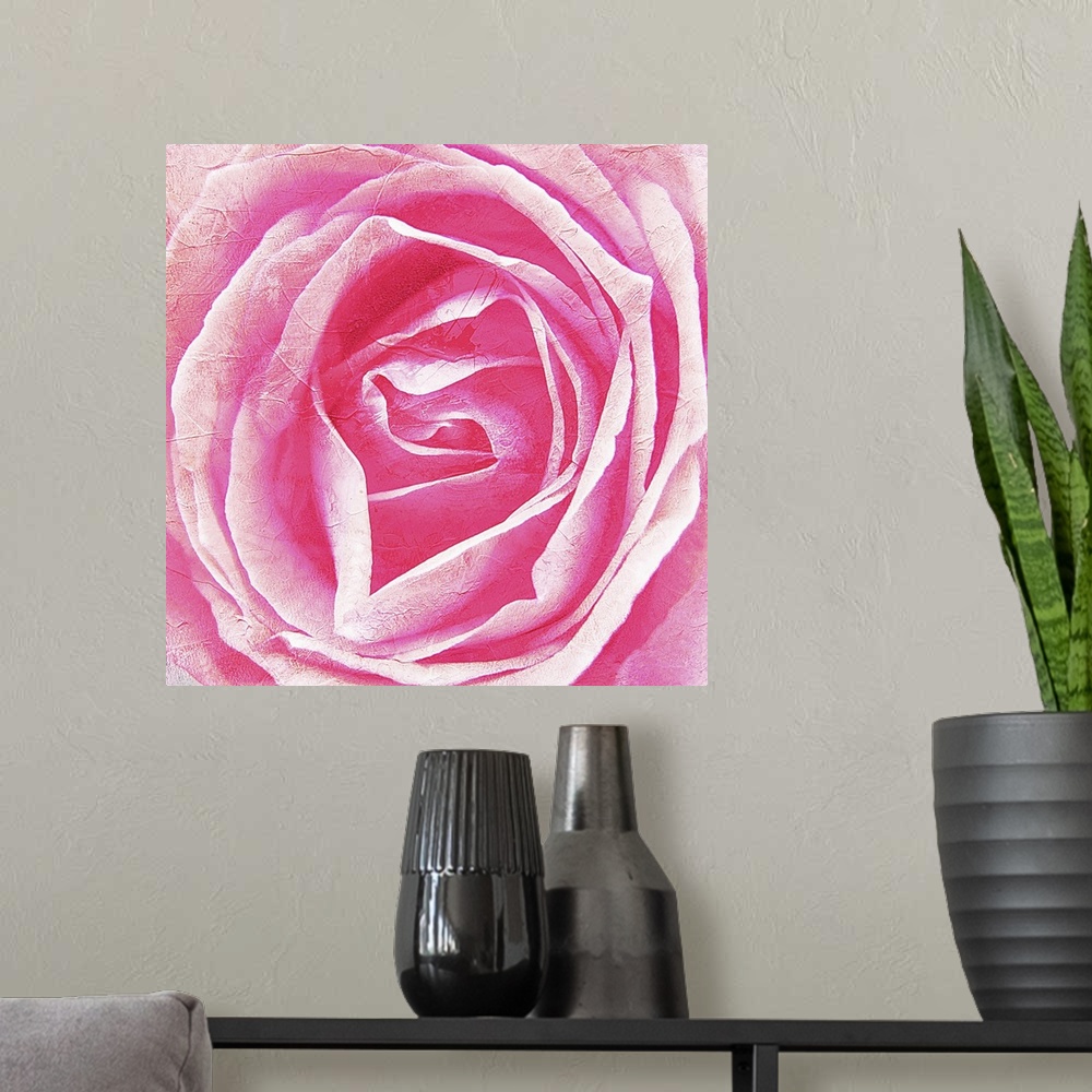 A modern room featuring Close up image of pink rose bloom. Textured and post processed.Botanical Garden Wuppertal, Germany.