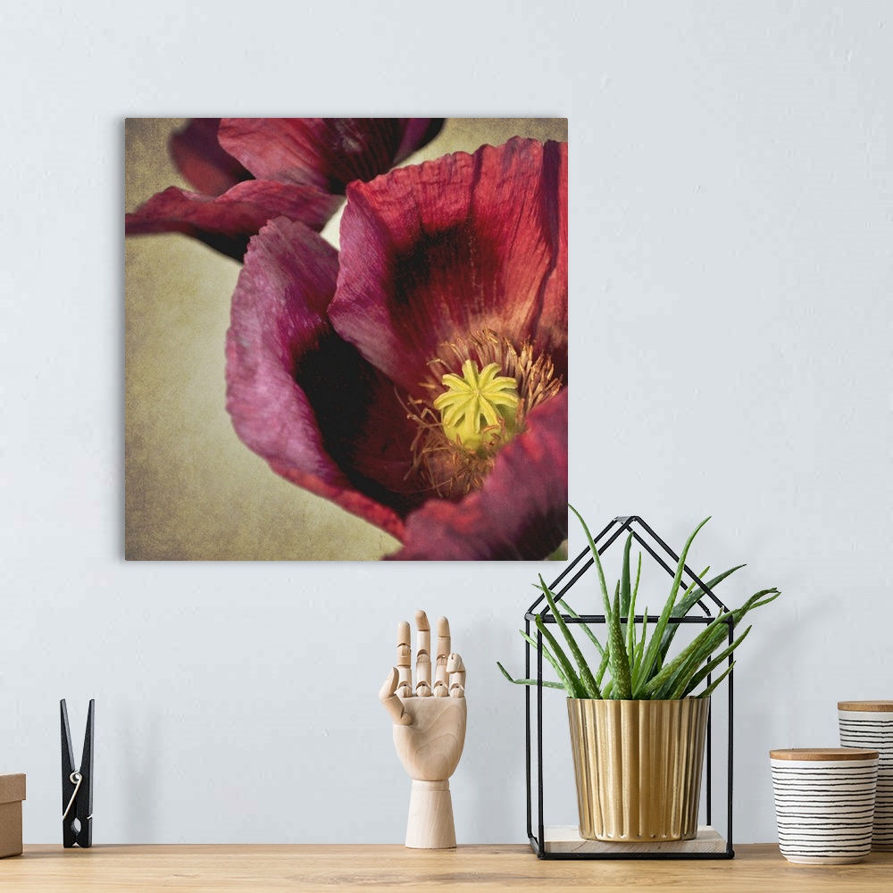 A bohemian room featuring Close up macro of deep red Poppy flower with textured background.