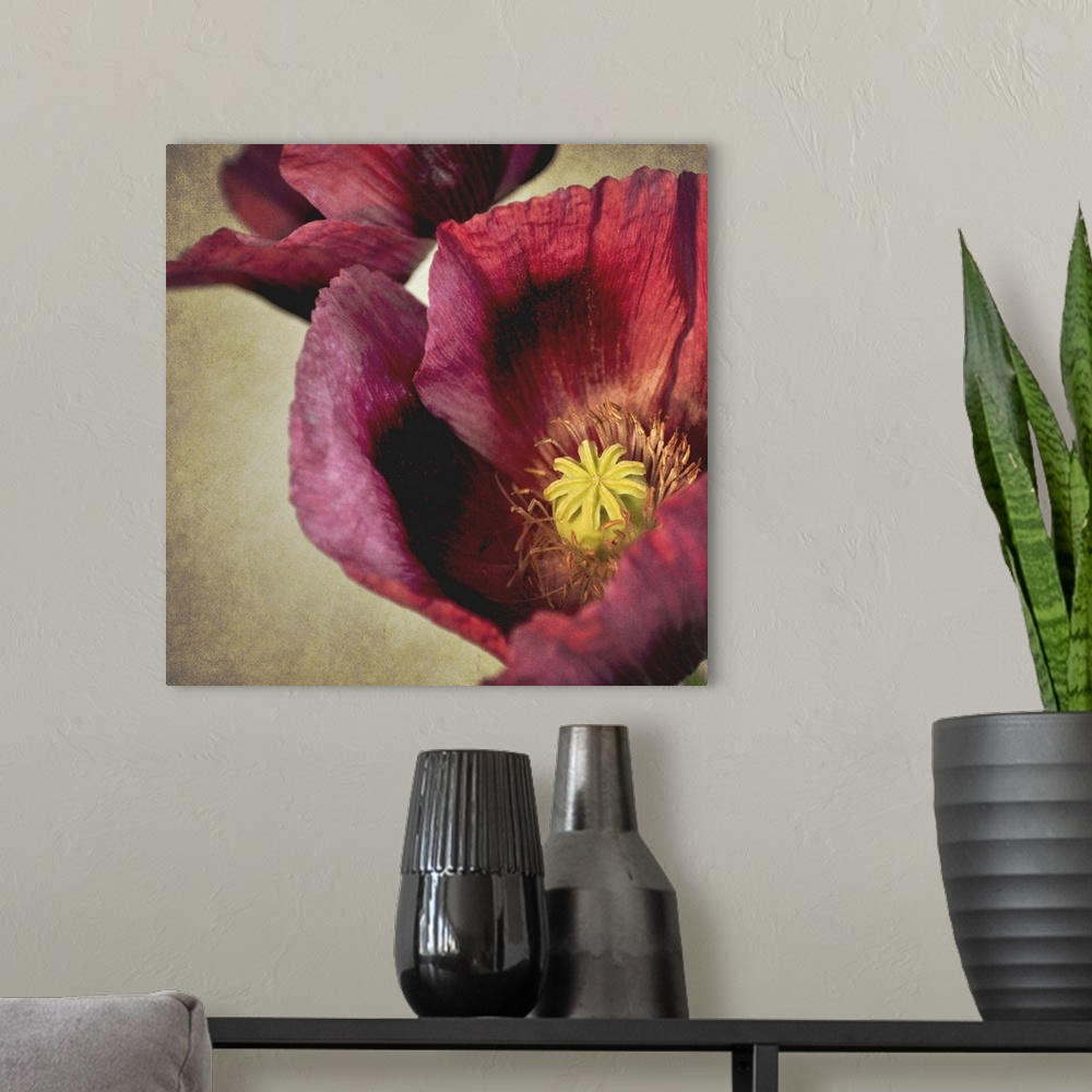 A modern room featuring Close up macro of deep red Poppy flower with textured background.