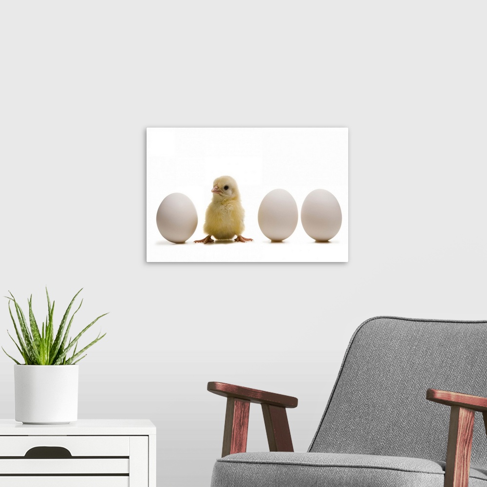 A modern room featuring Close-up of a baby chick with three eggs