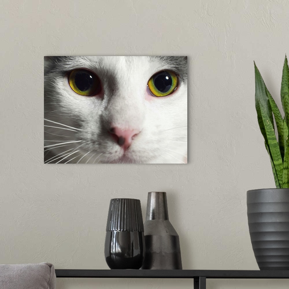 A modern room featuring Close-up of a cat's face