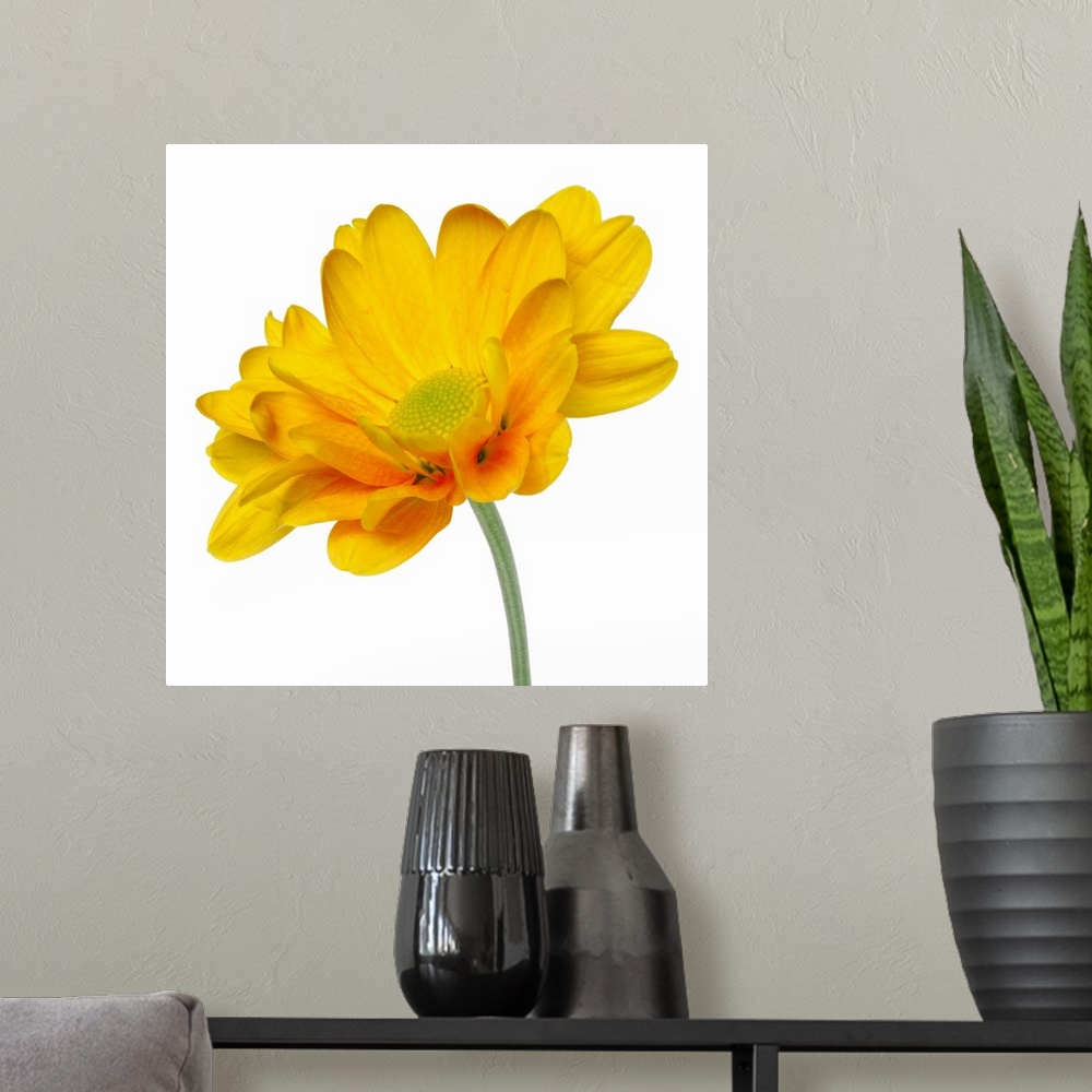 A modern room featuring close-up of a chrysanthemum