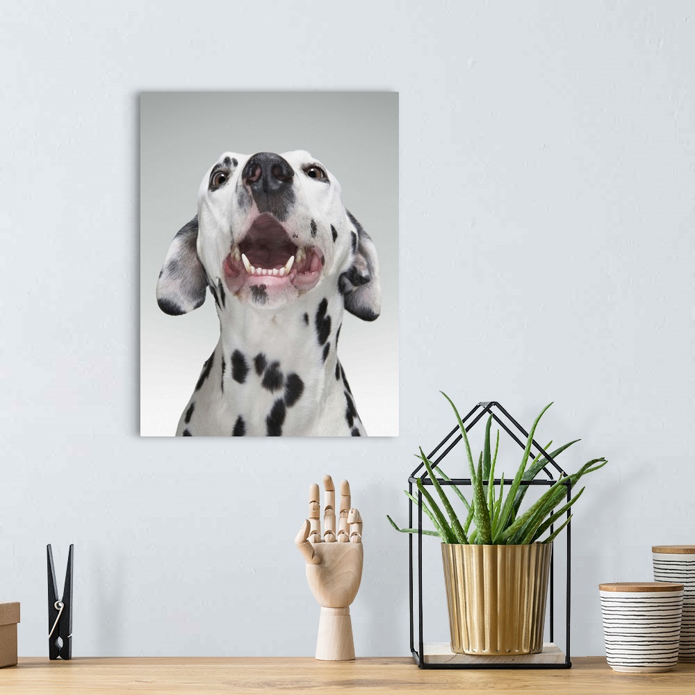 A bohemian room featuring Close up of a Dalmatian dog