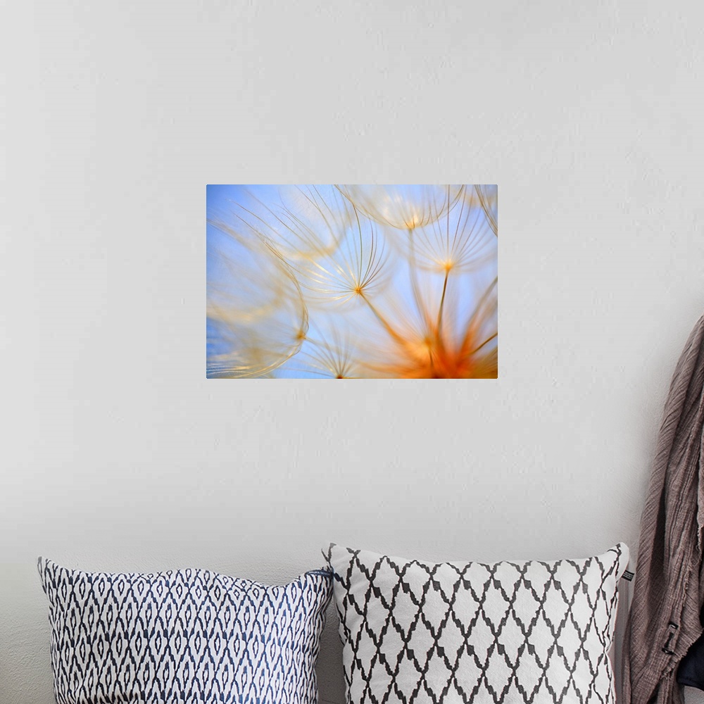 A bohemian room featuring Close-Up Of A Dandelion