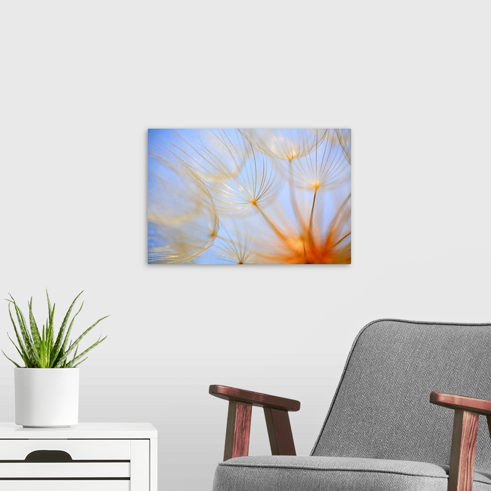 A modern room featuring Close-Up Of A Dandelion